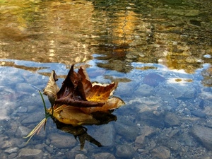 acqua, riflesso, sassi, foglie, foglia, pietre, autunno, riflessi, trasparenze, secche