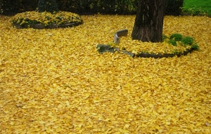 foglie, autunno, giallo, albero, tappeto, tronco, aiuola