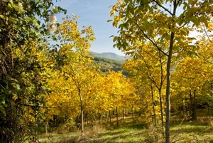 alberi, foglie, autunno, giallo, verde, rami, bosco, gialle, filari