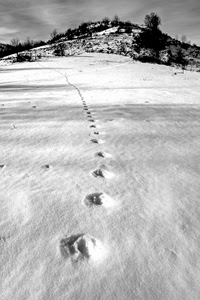 neve, alberi, bianconero, orme, montagna, inverno, collina, nuvole, impronte, montagne, cielo, piante, bianco