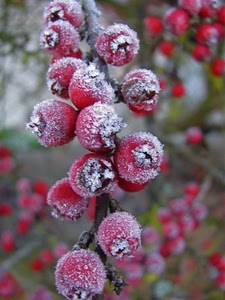 rosso, brina, bacche, inverno, gelo, frutti, ramo, ghiaccio, rossi