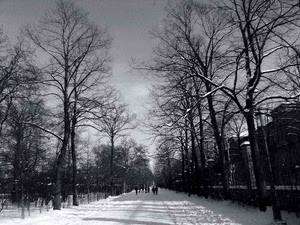 neve, alberi, viale, bianconero, inverno, persone, rami, strada, bianco, cielo, passanti, ombre, case