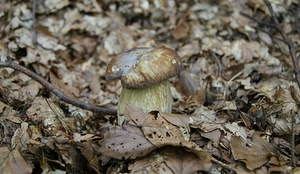 foglie, fungo, autunno, cappella, marrone, gambo, porcino, bosco, sottobosco, secche, ramo, natura, rami