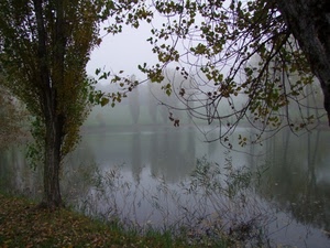 alberi, nebbia, acqua, foglie, lago, riflessi, fiume, rami, riflesso