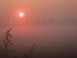 sole, nebbia, rosso, foschia, controluce, alba, tramonto, alberi, arancione, rami, piante