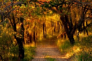 alberi, bosco, raggi, autunno, rami, sentiero, giallo, sole, viale, strada, erba, foglie, luci, luce, tronchi