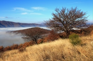 nebbia, cielo, alberi, erba, nuvole, panorama, albero, colline, montagne, paglia, paesaggio, monti