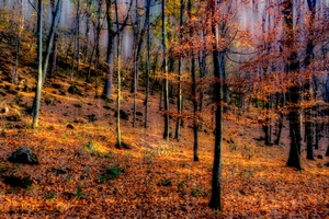 autunno, alberi, foglie, bosco, colori, rosso, tronchi, giallo