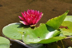 fiore, foglie, ninfea, verde, acqua, rosa, stagno, viola, petali, rosso