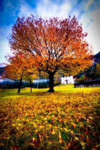 foglie, autunno, albero, giallo, prato, nuvole, alberi