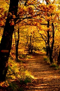 autunno, foglie, alberi, bosco, sentiero, rami, giallo