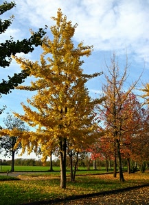 alberi, foglie, autunno, nuvole, cielo, verde, parco, giallo, erba, rosso, azzurro, prato, albero, viale