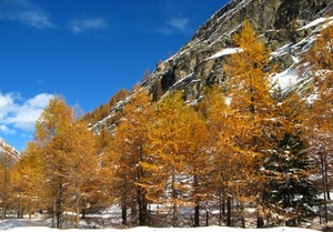 alberi, montagna, neve, inverno, giallo, cielo, autunno, montagne, foglie