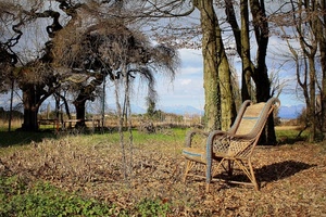 alberi, sedia, foglie, vimini, rami, parco, verde, autunno