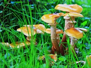 funghi, erba, verde, prato, gambi, giallo, bosco, fili, natura
