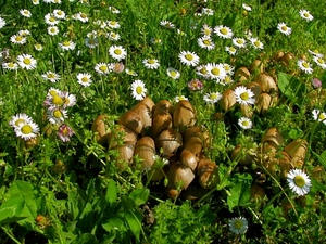 funghi, prato, verde, margherite, erba, fiori, bianco, marrone, foglie, petali