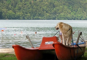 cane, acqua, rosso, alberi, lago, barca, pattino, verde, bagnanti, moscone, piante
