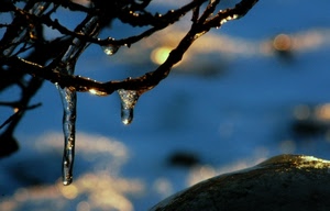 rami, ghiaccio, macro, inverno, gocce, gelo, stalattiti, acqua, ghiaccioli