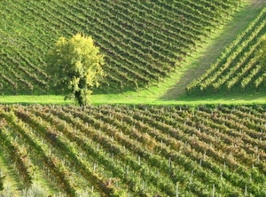 albero, verde, filari, viti, vigneto, campagna, collina, uva, natura