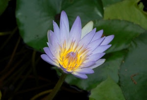 fiore, foglie, petali, verde, viola, giallo, corolla, natura, macro