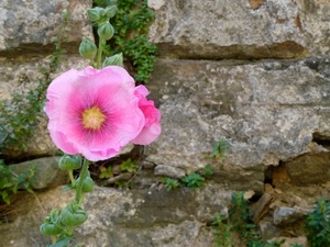 fiore, rosa, verde, muro, boccioli, sassi, pietra, pietre