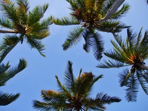 palme, cielo, foglie, alberi, verde, azzurro