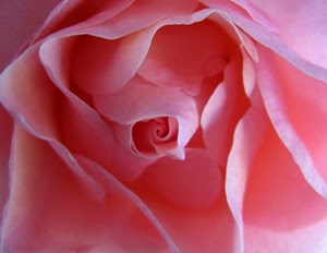 rosa, petali, fiore, macro, bocciolo, spirale, colore