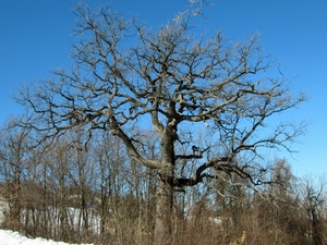 rami, albero, neve, cielo, alberi, azzurro, inverno, arbusti, spoglio