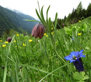 erba, alberi, verde, fiori, montagna, giallo, blu, prato, natura, azzurro, fili, fiore