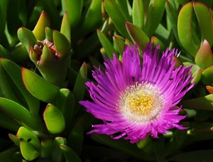 fiore, verde, viola, pianta, giallo, grassa, lilla, foglie, pistilli, grasse, piante