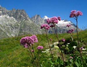 fiori, neve, montagna, erba, verde, montagne, prato, rocce, cielo, rosa, vette, cime, viola