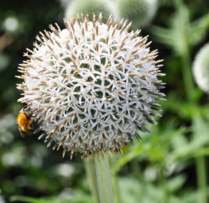 insetto, fiore, ape, bianco, verde, sfera, gambo, macro, palla, sfocato, rotondo, petali, fiori, pianta