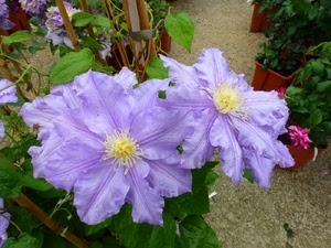 fiori, petali, foglie, verde, viola, vasi, piante, lilla, due, pistilli, giallo, stami, corolla, corolle