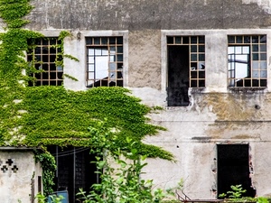 finestre, edera, vetri, rudere, verde, abbandono, rampicante, casa, grate