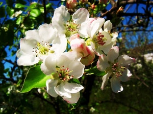 fiori, bianco, foglie, petali, primavera, albero, cielo, rami, pianta