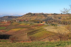 campagna, verde, case, alberi, vigneti, panorama, strada, colline, cielo, collina, filari, paesaggio, coltivazioni, erba, natura, campi, vigneto, paese, montagne