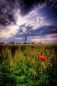 nuvole, papavero, rosso, campo, erba, cielo, fiore, verde, grano, prato, giallo, coltivazione, sole, spighe, raggi
