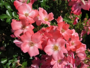 rosa, petali, fiori, foglie, verde, fiore, pistilli