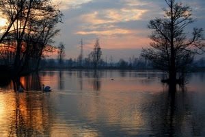 alberi, cigni, tramonto, lago, riflessi, acqua, fiume, nuvole, controluce