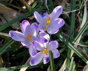 fiori, viola, giallo, erba, petali, tre, verde, foglie, pistilli, natura, arancio
