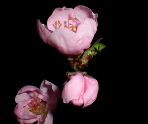 rosa, fiori, nero, pistilli, verde, fiore, foglie, tre