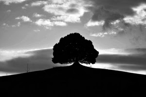 albero, nuvole, bianconero, collina, cielo, controluce, silhouette, nero