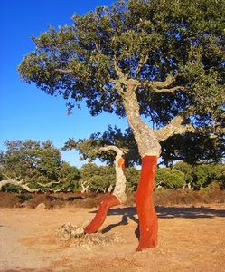alberi, foglie, terra, rami, verde, rosso, cielo, tronchi, albero