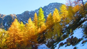 neve, giallo, alberi, montagna, montagne, autunno, pini, luce