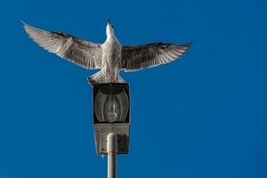 ali, lampione, uccello, cielo, azzurro, gabbiano, volo, blu, lampadina