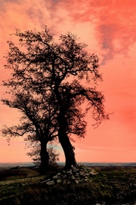 alberi, rami, tramonto, rosso, cielo, due, albero, rosa, pietre, sassi, prato, alba, controluce, tronchi