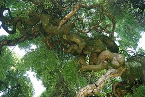 foglie, verde, rami, albero, tronco, natura, intreccio, alberi, pianta