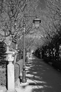 viale, alberi, lampione, bianconero, vaso, ombra, colonna