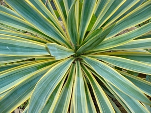 foglie, verde, pianta, giallo, natura