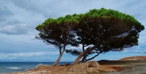 mare, alberi, nuvole, cielo, pini, spiaggia, piante